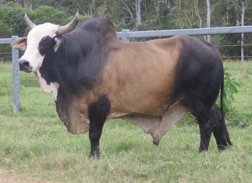 En gösterişli büyükbaş Brahman sığırı