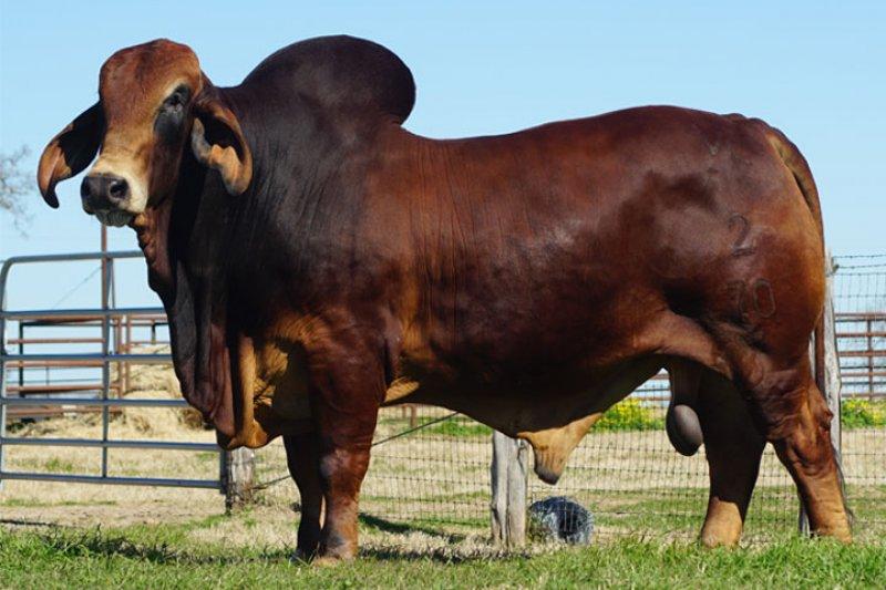 En gösterişli büyükbaş Brahman sığırı