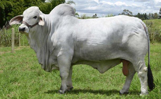 En gösterişli büyükbaş Brahman sığırı