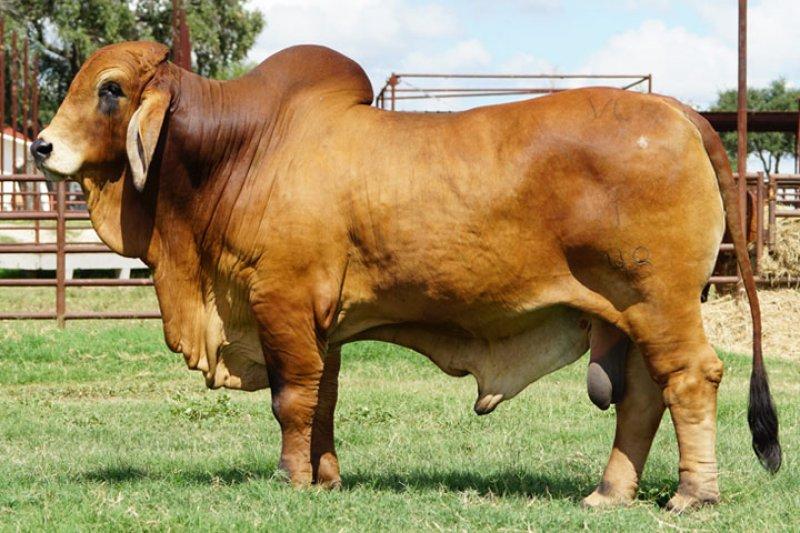 En gösterişli büyükbaş Brahman sığırı