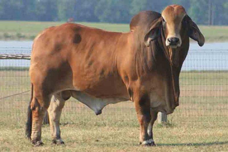 En gösterişli büyükbaş Brahman sığırı