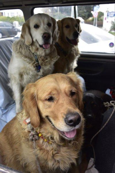 Golden Çetesi öksüz kaldı 