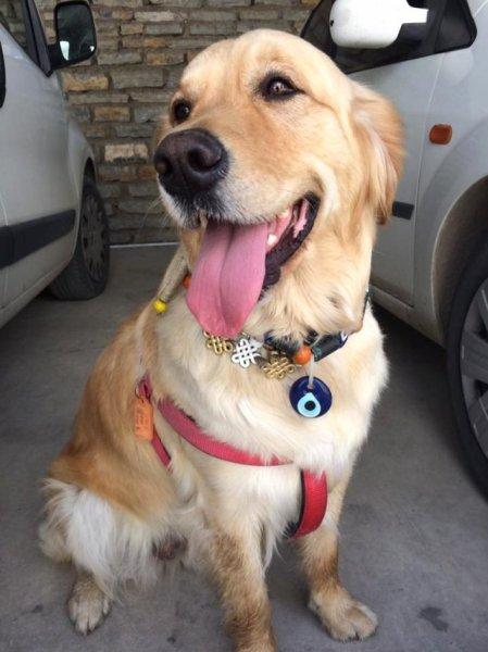 Golden Çetesi öksüz kaldı 