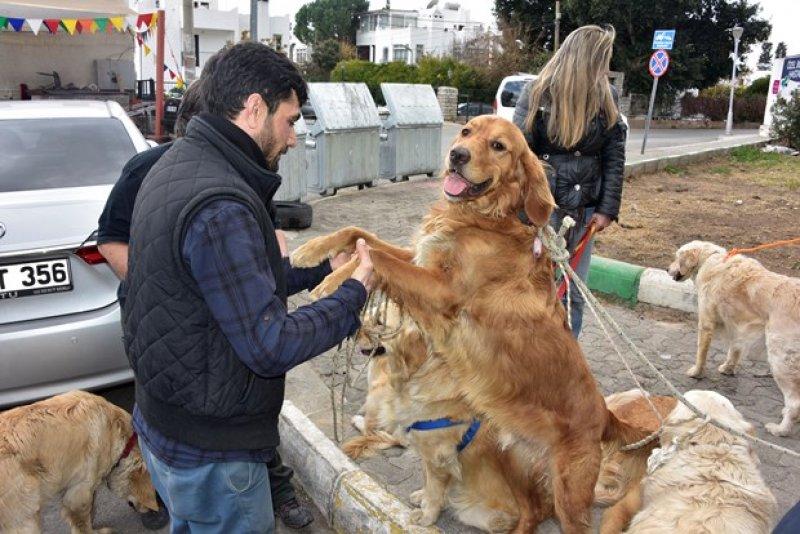 Golden Çetesi öksüz kaldı 