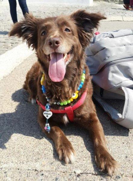 Golden Çetesi öksüz kaldı 