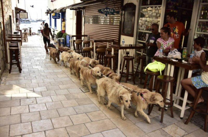 Golden Çetesi öksüz kaldı 