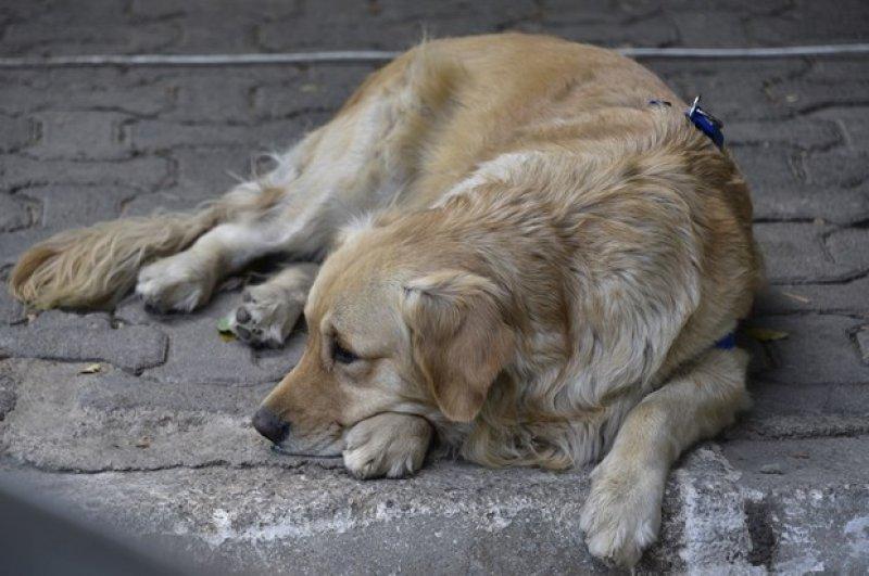 Golden Çetesi öksüz kaldı 