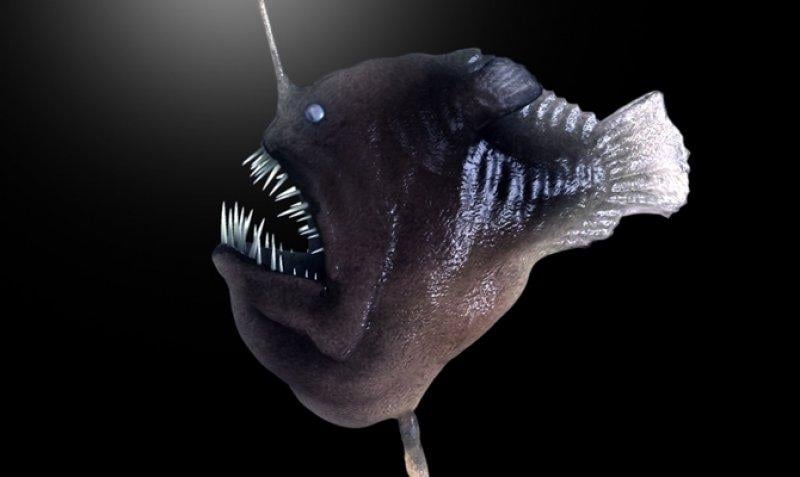 En ürkütücü deniz canlıları 