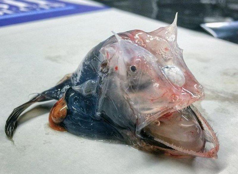 En ürkütücü deniz canlıları 