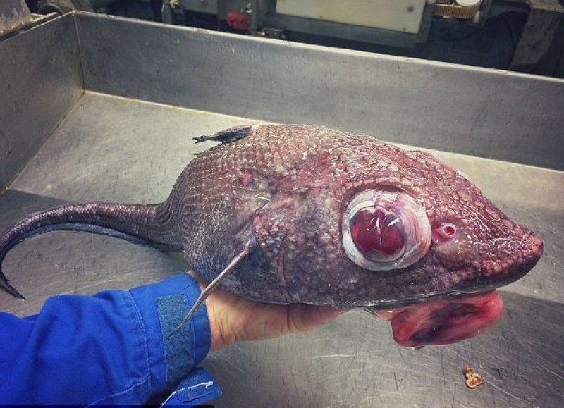 En ürkütücü deniz canlıları 