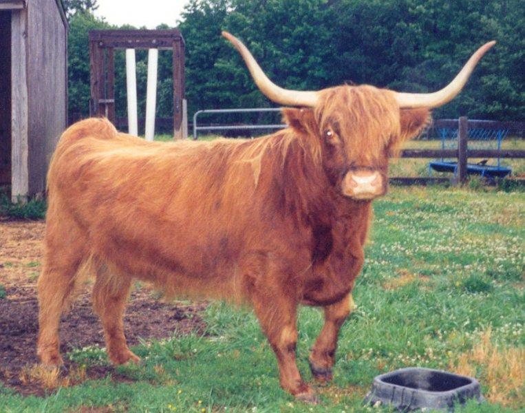 İskoçya’nın ilginç Highlander sığırı