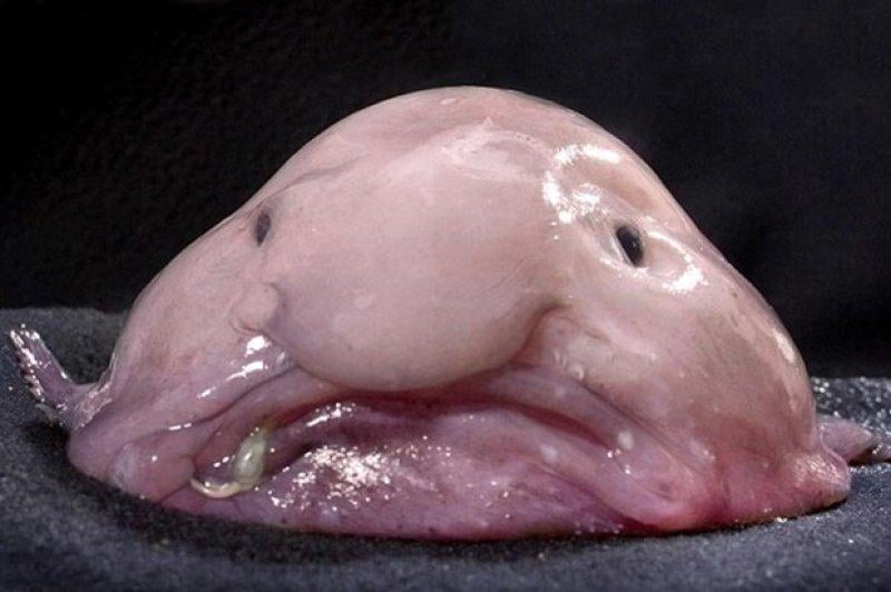 En ürkütücü deniz canlıları 