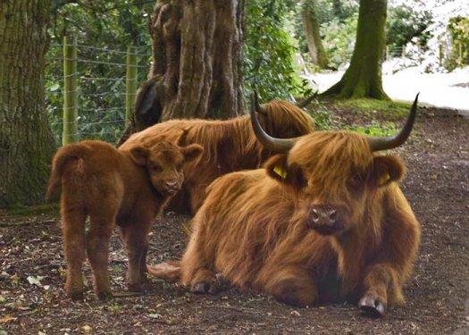 İskoçya’nın ilginç Highlander sığırı
