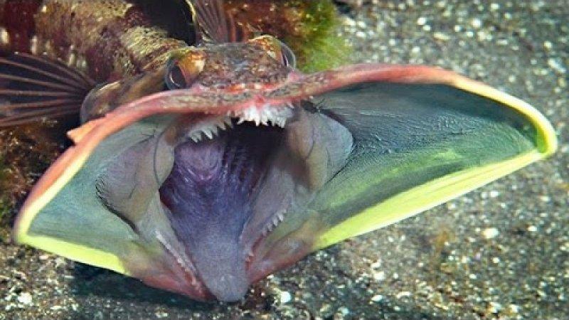En ürkütücü deniz canlıları 
