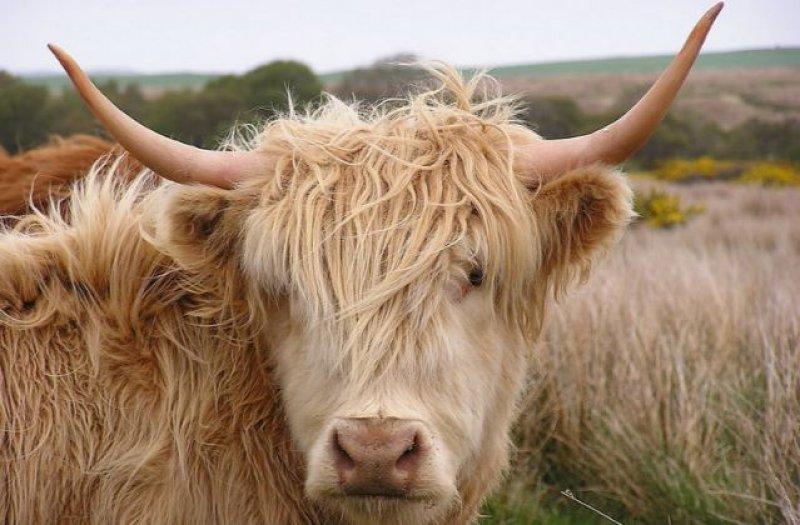 İskoçya’nın ilginç Highlander sığırı