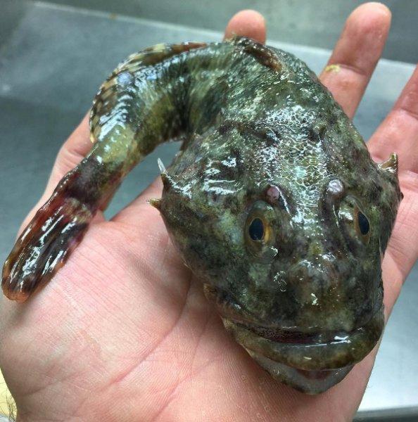 En ürkütücü deniz canlıları 