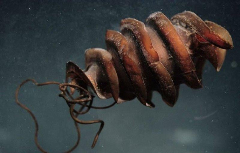 En ürkütücü deniz canlıları 