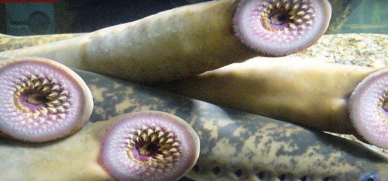 En ürkütücü deniz canlıları 