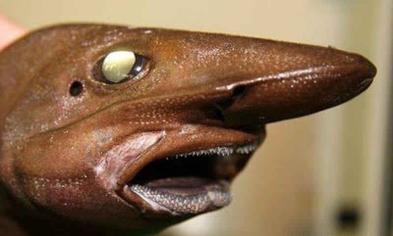 En ürkütücü deniz canlıları 