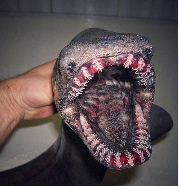 En ürkütücü deniz canlıları 