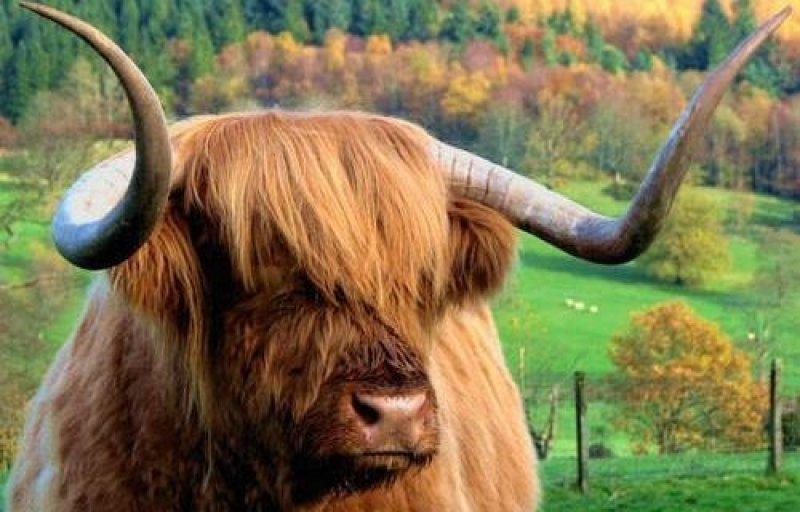 İskoçya’nın ilginç Highlander sığırı
