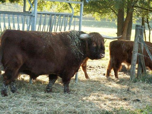 İskoçya’nın ilginç Highlander sığırı