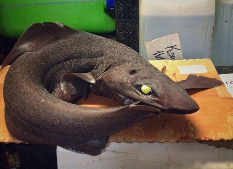 En ürkütücü deniz canlıları 