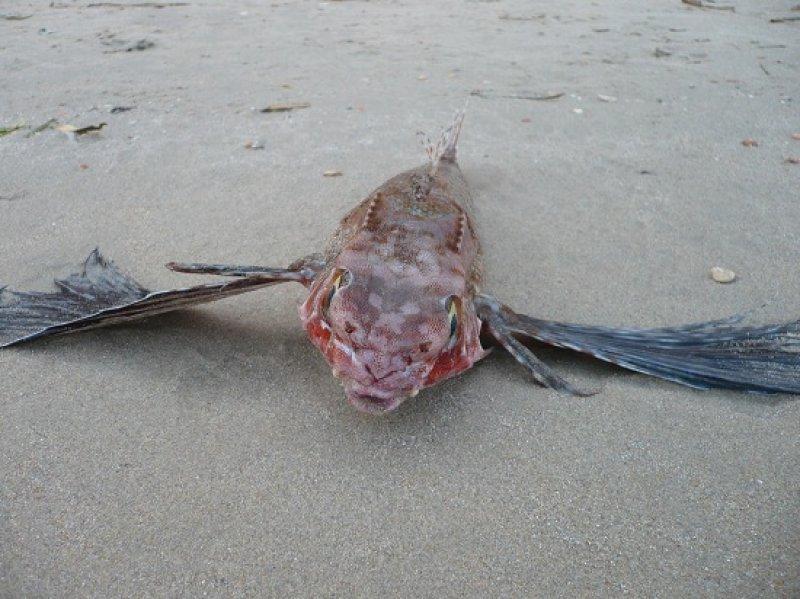 En ürkütücü deniz canlıları 