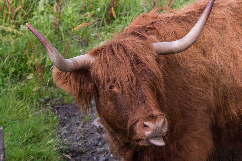 İskoçya’nın ilginç Highlander sığırı