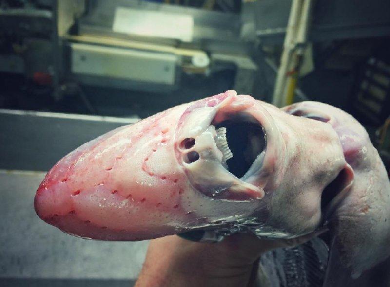 En ürkütücü deniz canlıları 