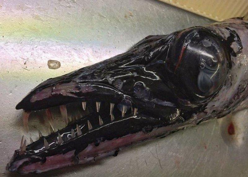 En ürkütücü deniz canlıları 