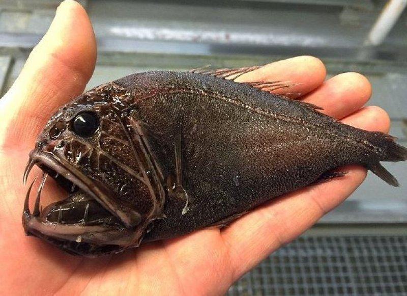 En ürkütücü deniz canlıları 