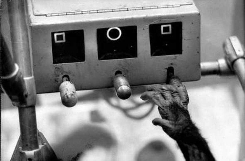 Uzaya yollanan hayvanlar