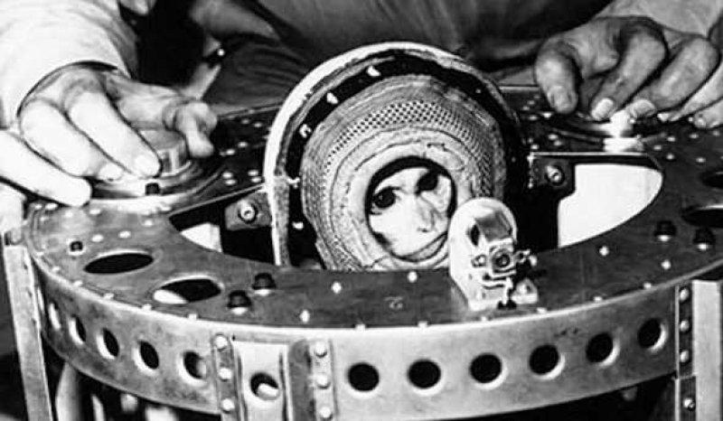 Uzaya yollanan hayvanlar