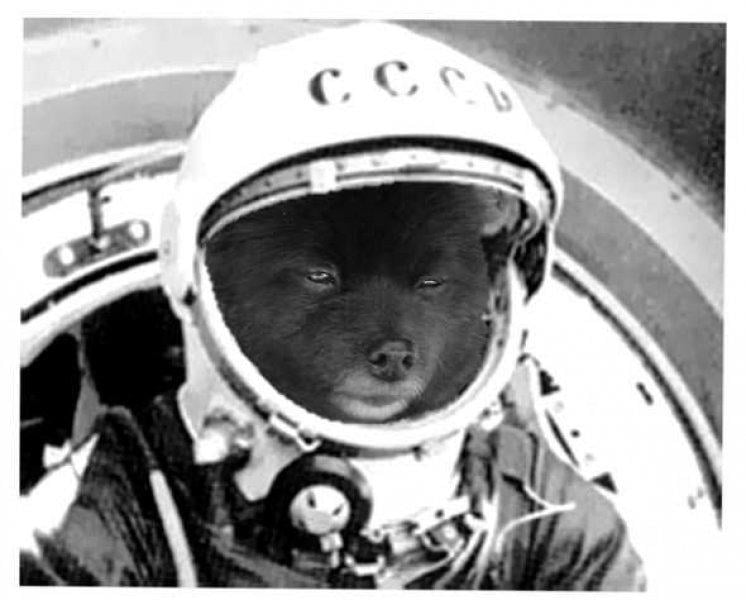 Uzaya yollanan hayvanlar