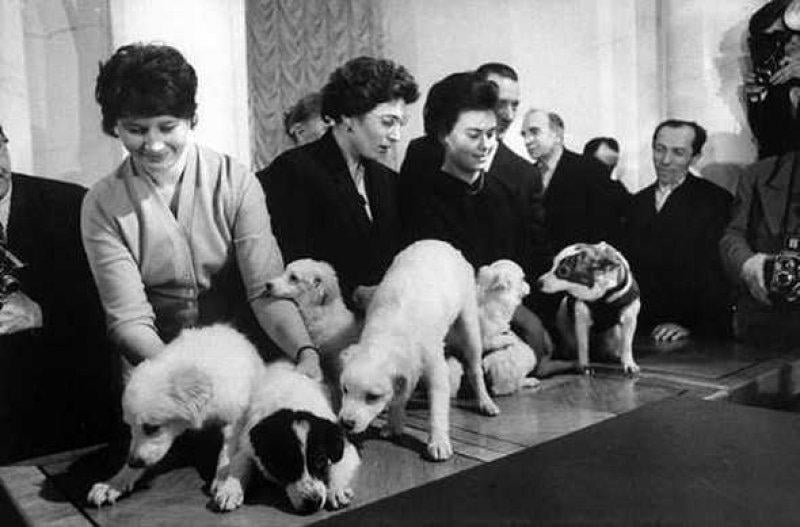 Uzaya yollanan hayvanlar