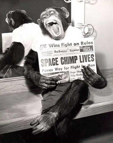 Uzaya yollanan hayvanlar