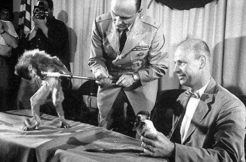 Uzaya yollanan hayvanlar