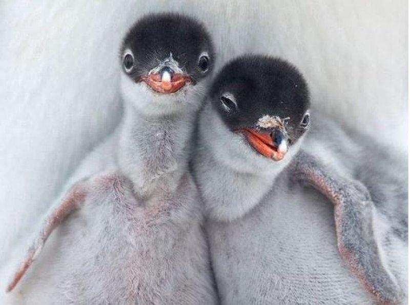 Sarılmayı çok seven sevimli hayvanlar 