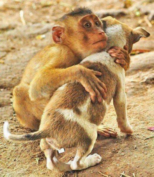 Sarılmayı çok seven sevimli hayvanlar 