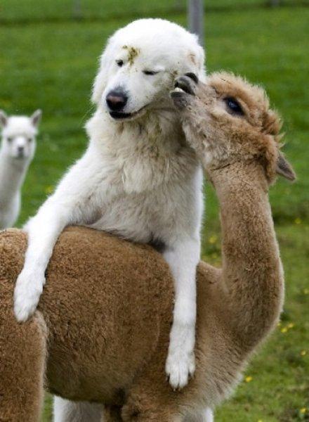 Sarılmayı çok seven sevimli hayvanlar 