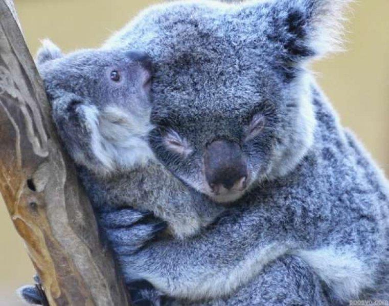 Sarılmayı çok seven sevimli hayvanlar 