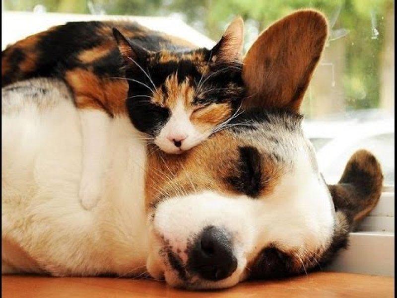 Sarılmayı çok seven sevimli hayvanlar 