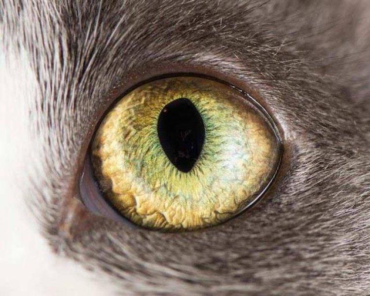 Yakın çekim kedi gözleri 