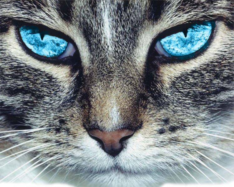 Yakın çekim kedi gözleri 