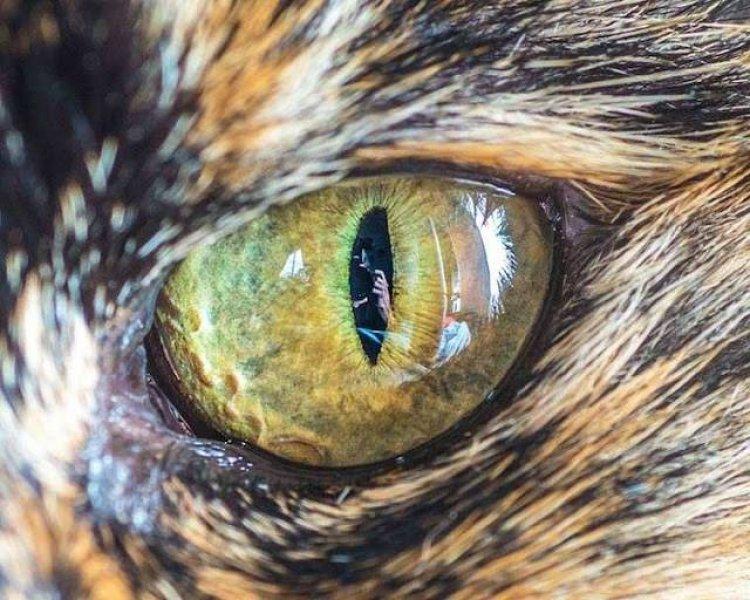 Yakın çekim kedi gözleri 