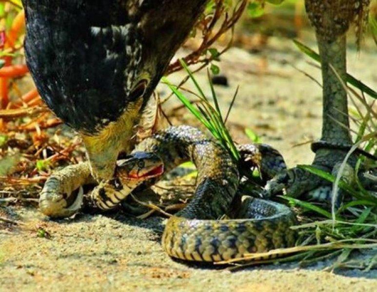 Yılan avlayan kartal neredeyse yem oluyordu 