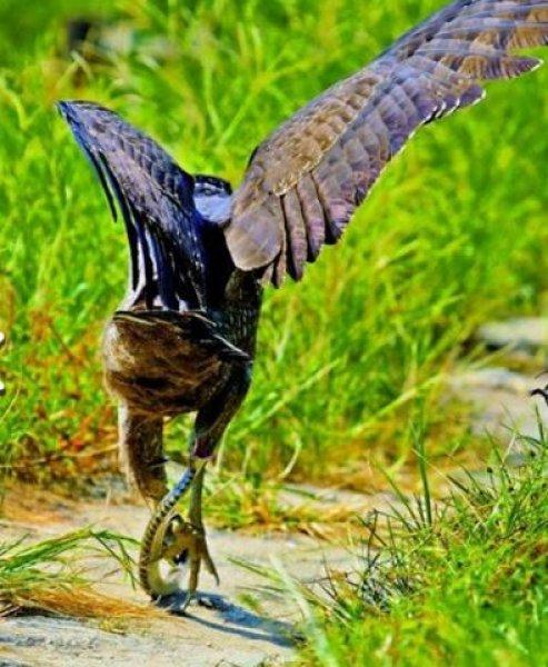 Yılan avlayan kartal neredeyse yem oluyordu 