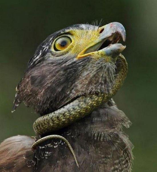 Yılan avlayan kartal neredeyse yem oluyordu 