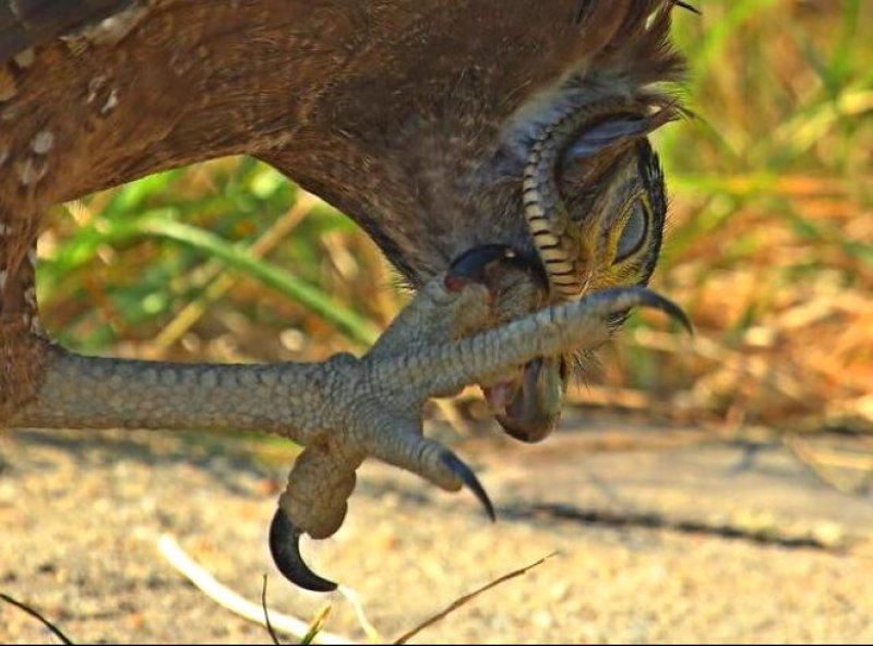 Yılan avlayan kartal neredeyse yem oluyordu 